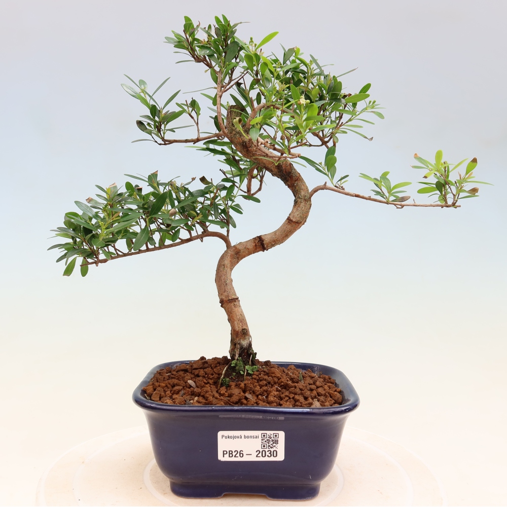 Bonsaï de chambre - Syzygium - Pimento