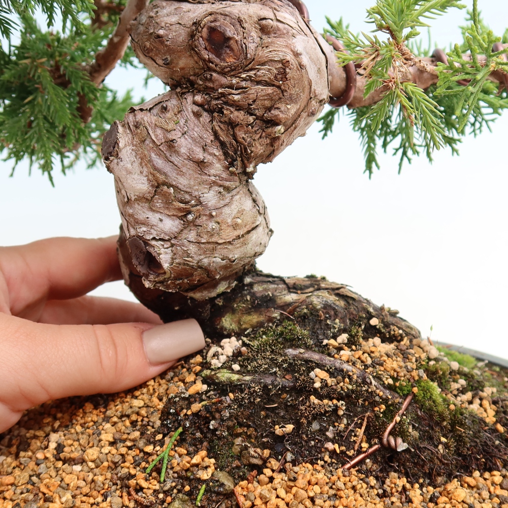 Bonsaï d'extérieur - Juniperus chinensis Itoigawa-Juniperus chinensis