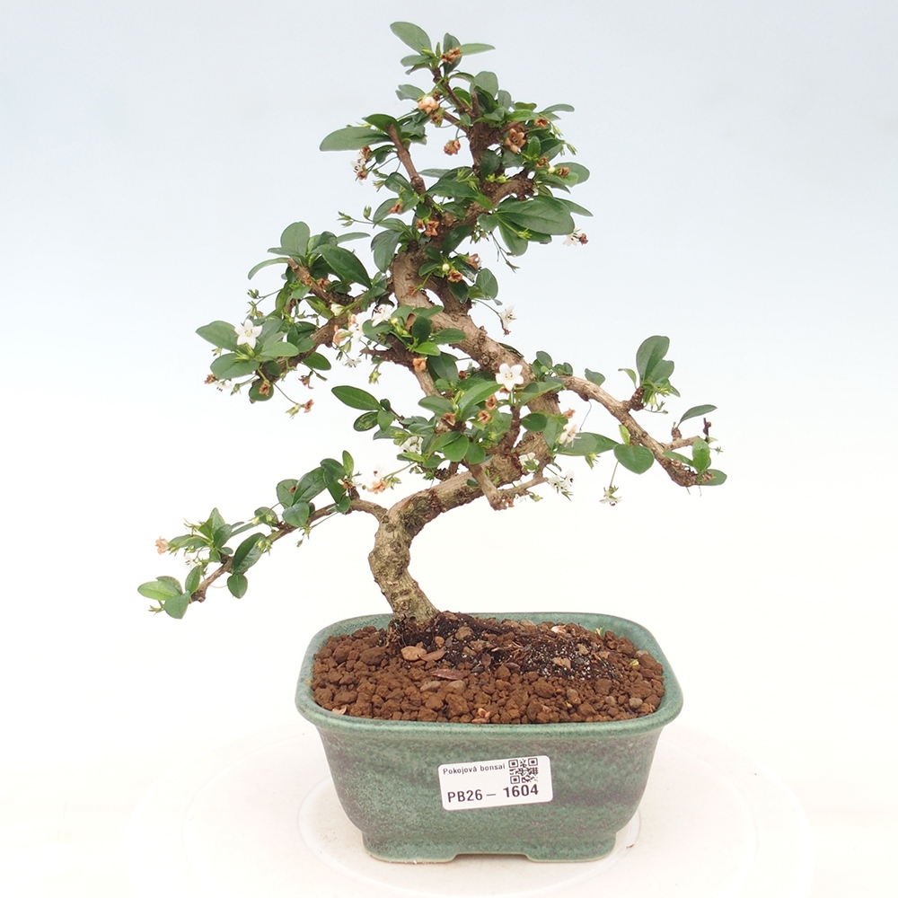 Bonsaï de chambre - Carmona macrophylla - Tea fuki