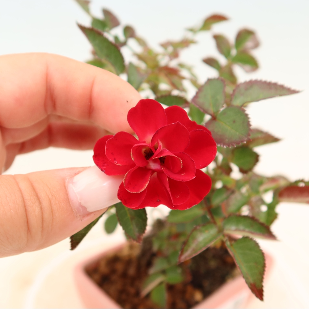 Bonsaï d'extérieur - Rosa Kordes - rose