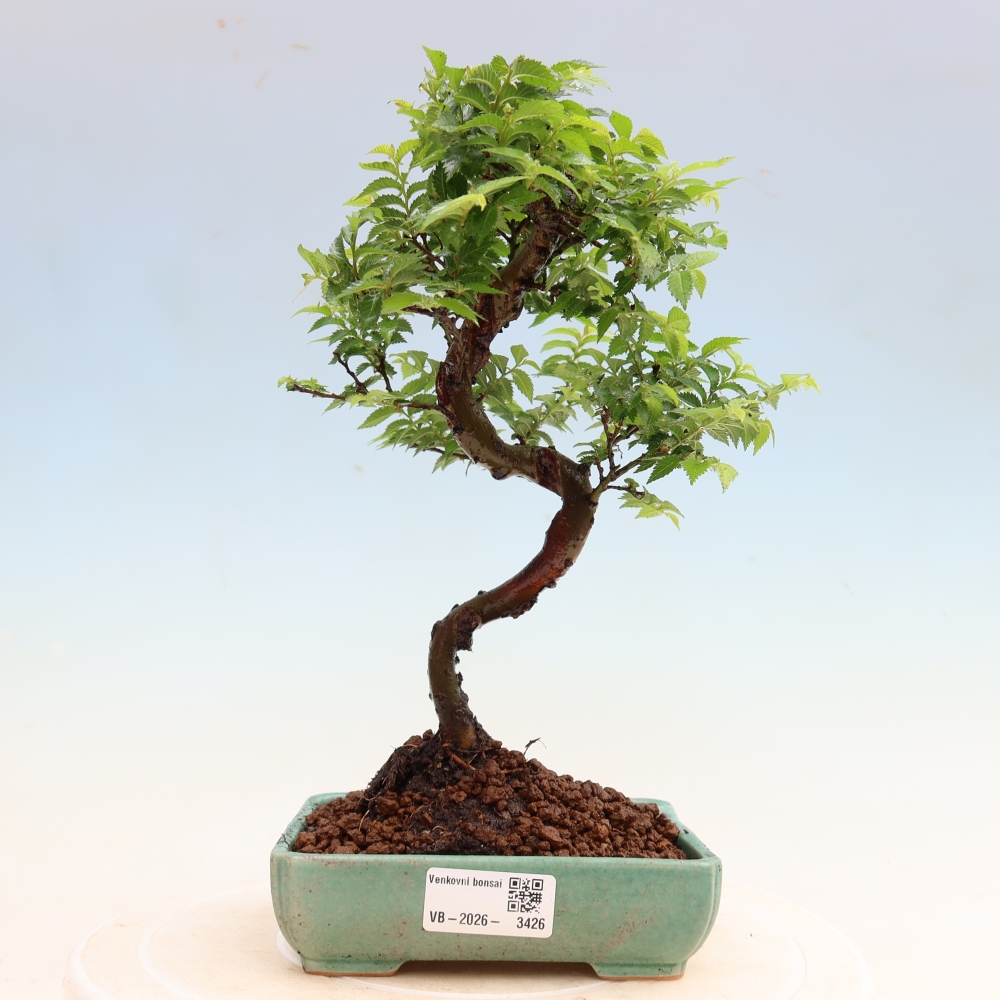 Bonsaï d'extérieur - Ulmus Jacqueline Hillier - Orme magnifique