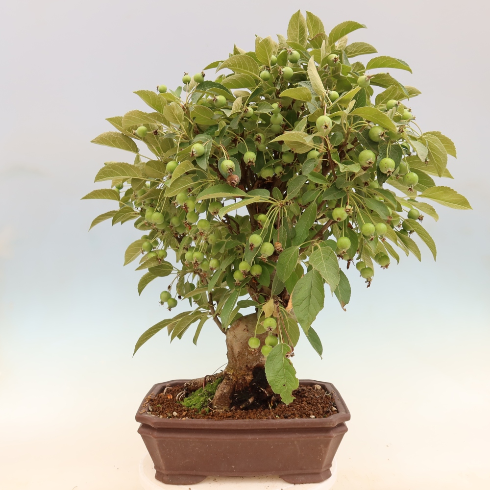 Bonsaï d'extérieur -Malus halliana - Pommier à petits fruits