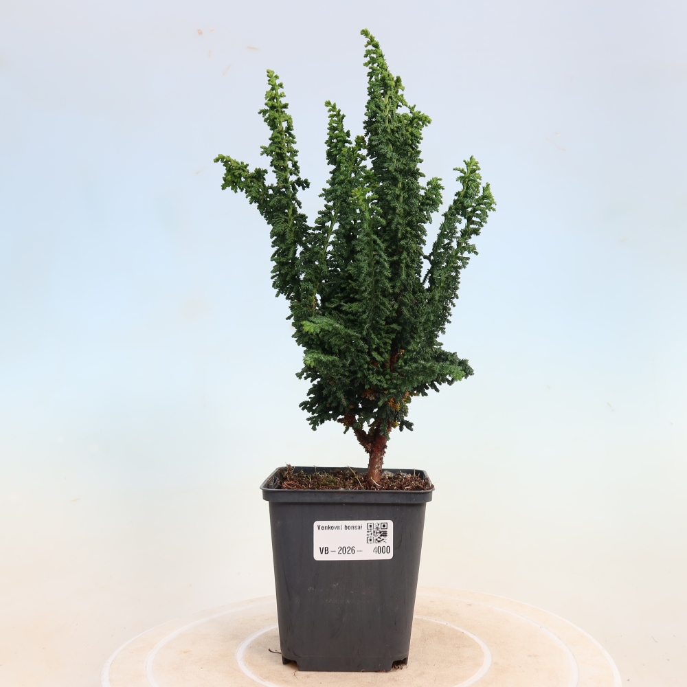Bonsaï d'extérieur - Cham. obtusa SEKKA HINOKI - Cyprès