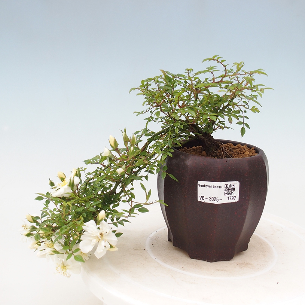 Bonsaï d'extérieur - Rosa Sea Foam - rose