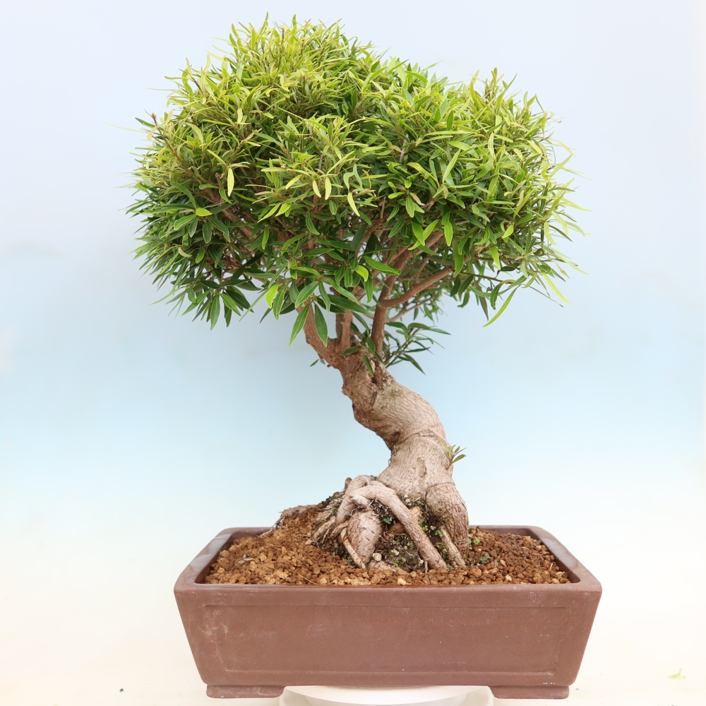 Salle bonsaï - Ficus nerifolia - ficus à petites feuilles