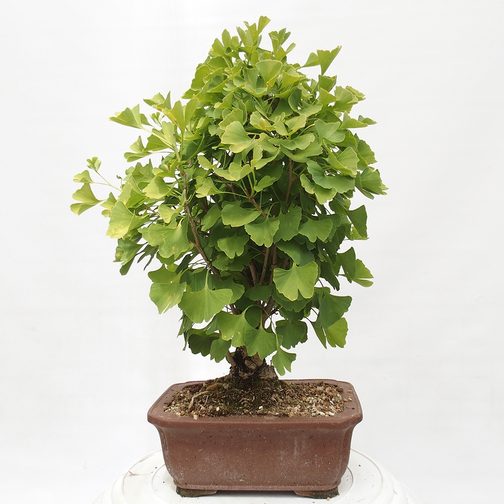 Bonsaïs d'extérieur - Ginkgo biloba - Ginkgo biloba