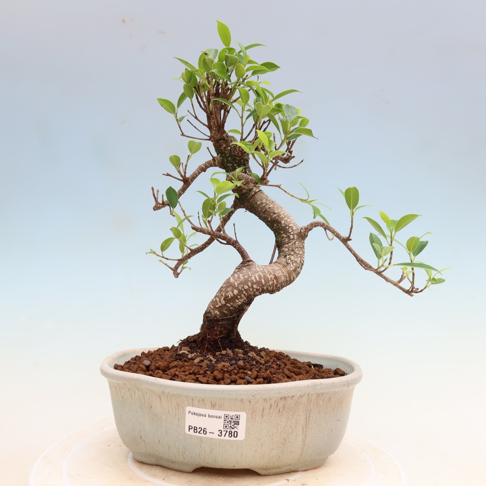 Salle bonsaï - Ficus kimmen - ficus à petites feuilles