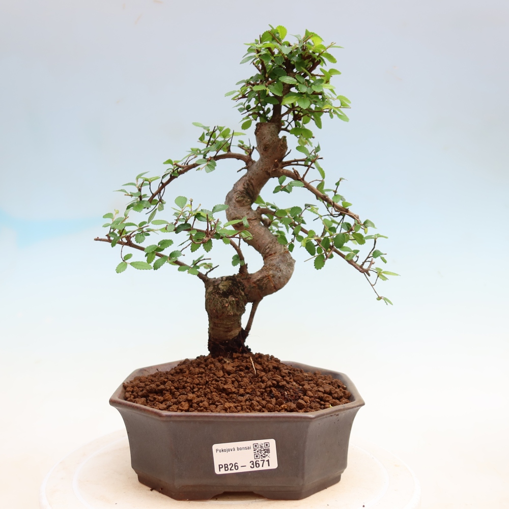 Bonsaï de chambre - Ulmus parvifolia - Orme à petites feuilles