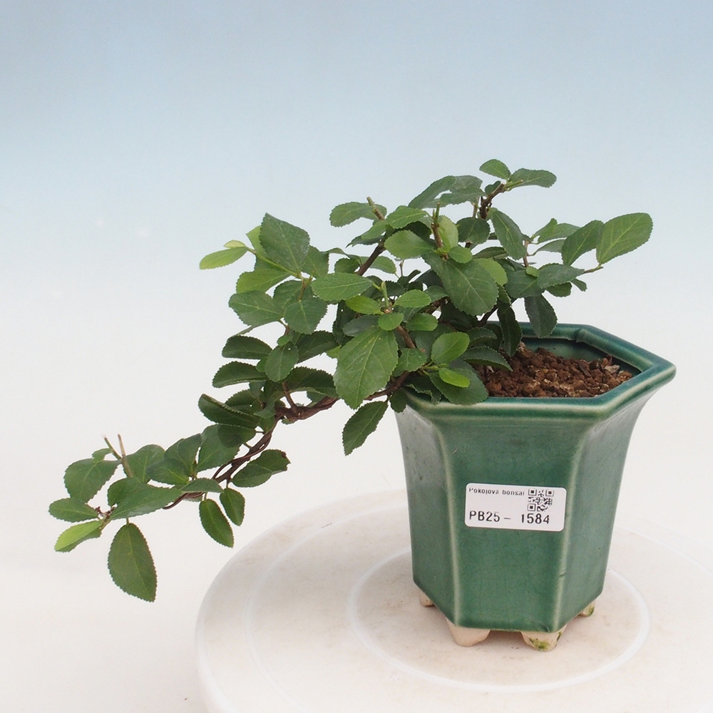 Bonsaï d'intérieur - Grewia occidentalis - Etoile de mer lavande