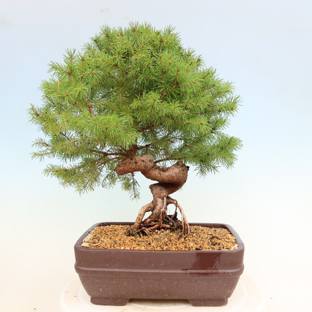 Bonsaï d'extérieur - Épicéa - Picea glauca globe