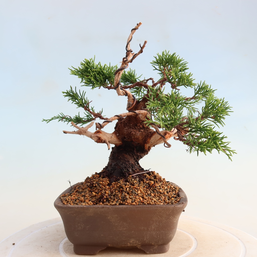 Bonsaï d'extérieur - Juniperus chinensis Itoigawa
