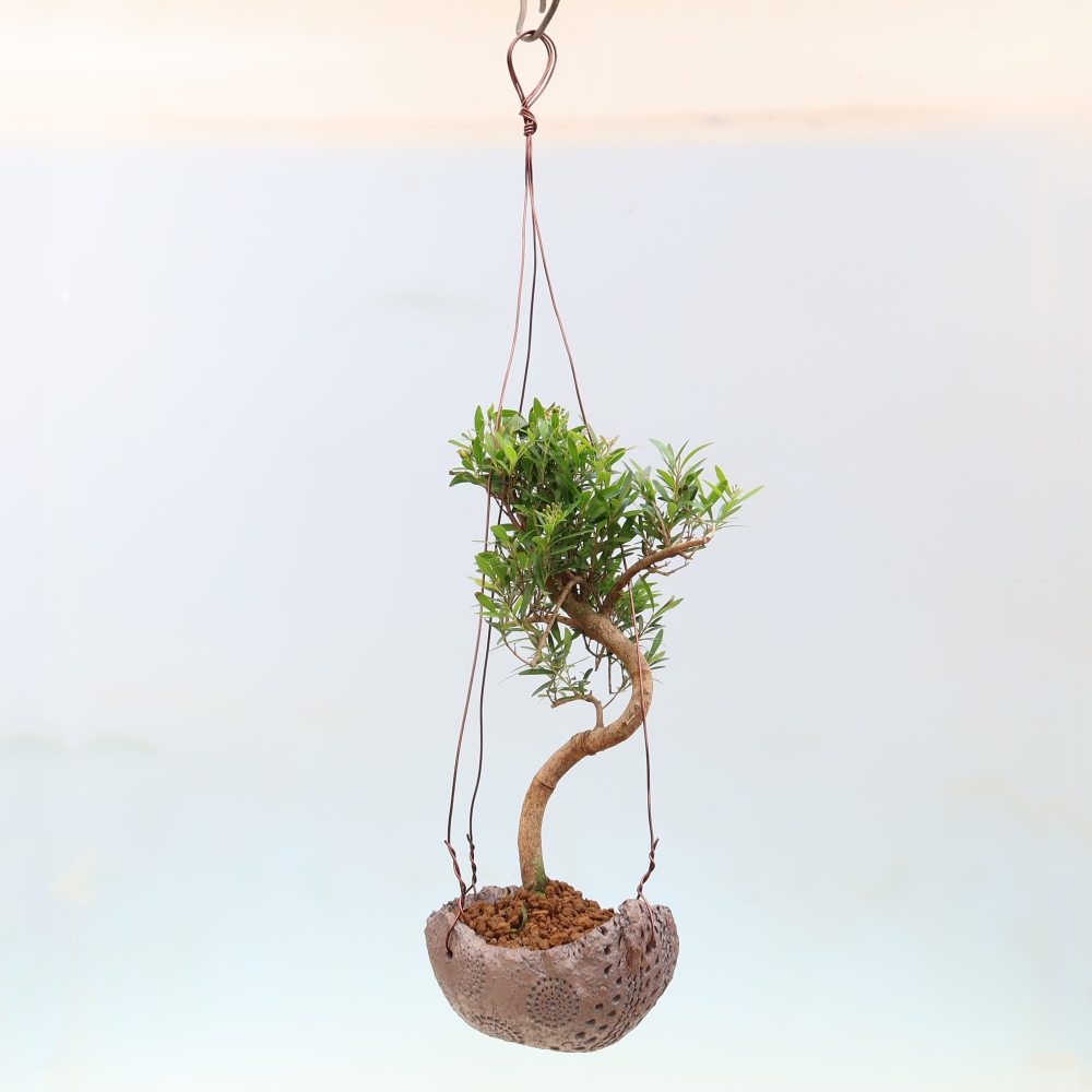 Kokedama en céramique -Syzygium - arbre à piment