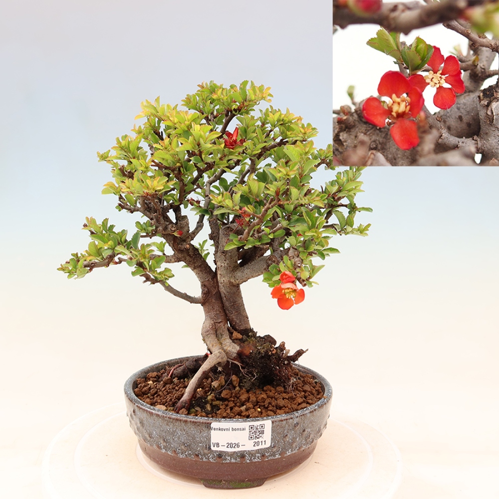 Bonsaï d'extérieur - Chaneomeles speciosa Chojubai