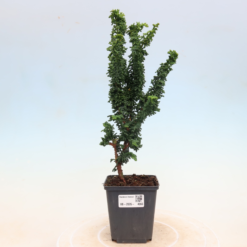 Bonsaï d'extérieur - Cham. obtusa SEKKA HINOKI - Cyprès