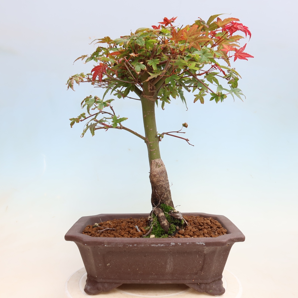 Bonsaï d'extérieur - Acer palmatum DESHOJO