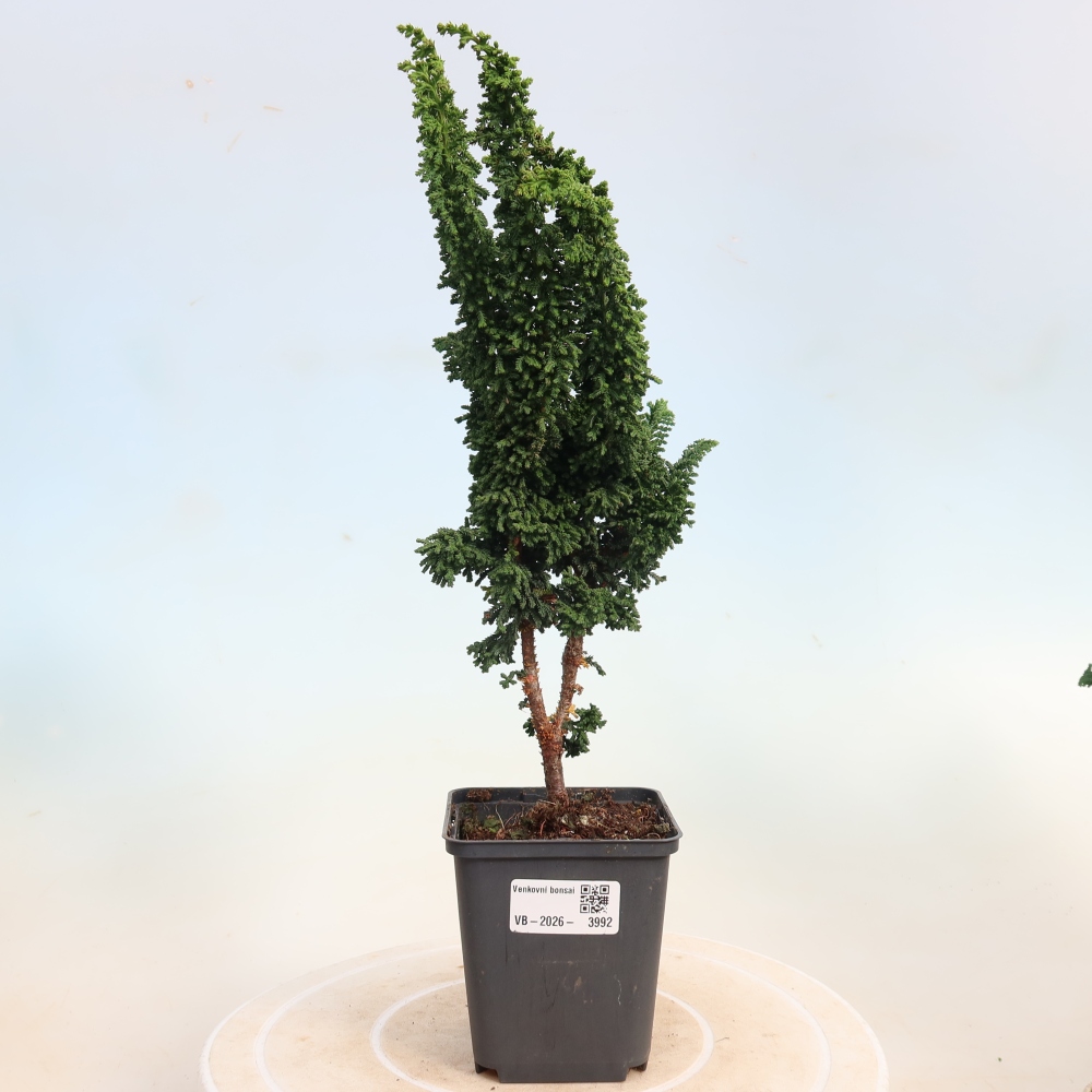 Bonsaï d'extérieur - Cham. obtusa SEKKA HINOKI - Cyprès