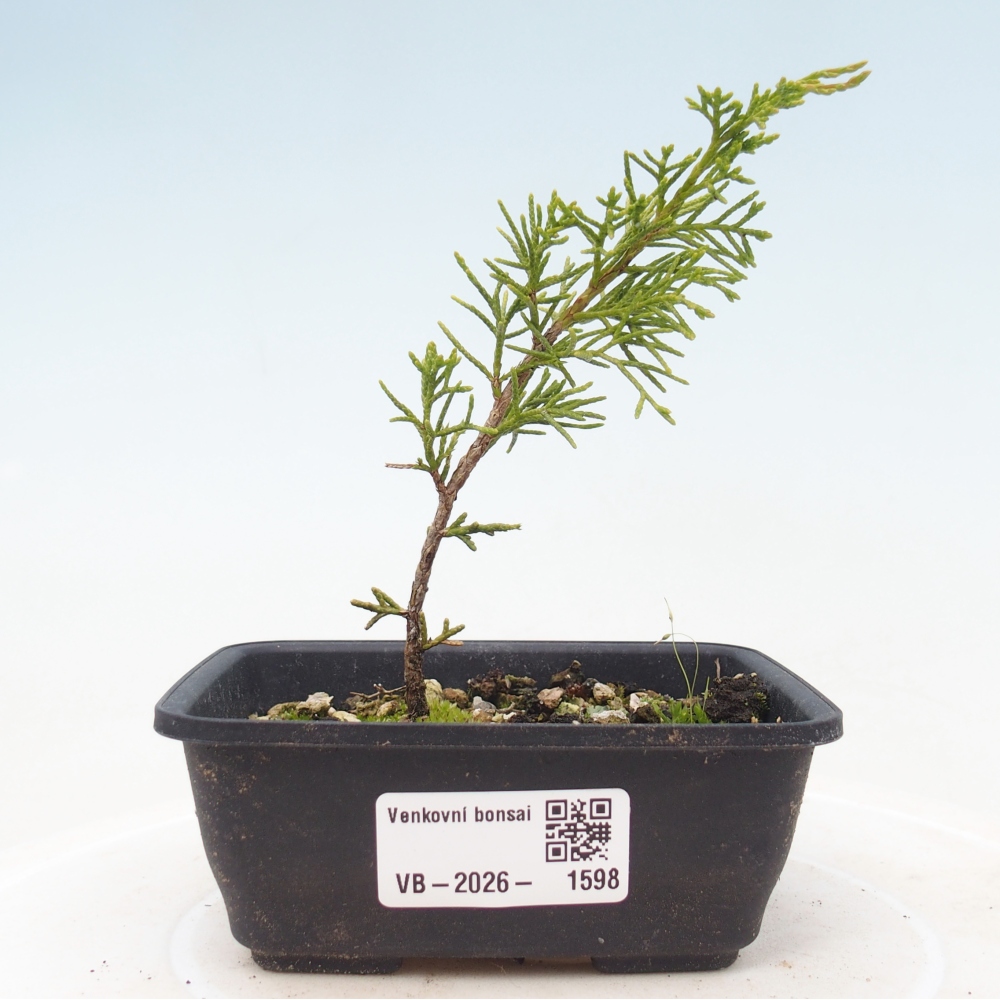 Bonsaï d'extérieur - Juniperus chinensis Itoigawa