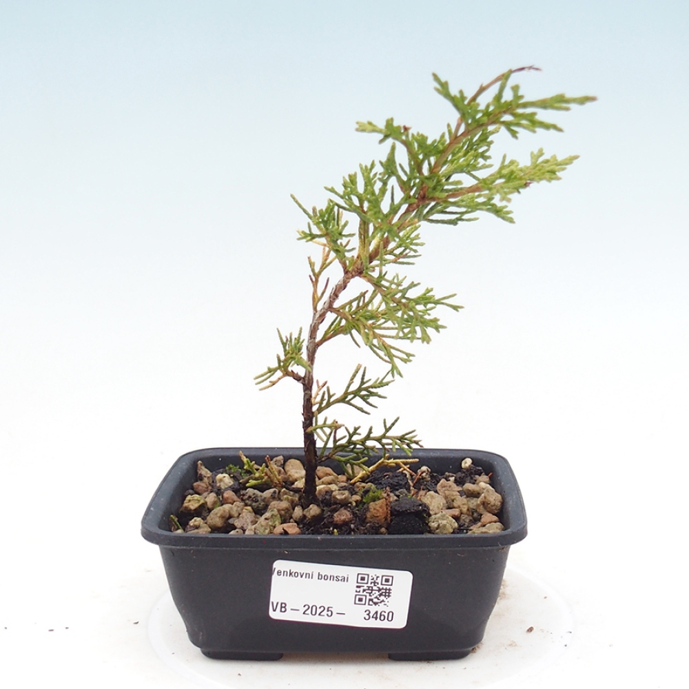 Bonsaï d'extérieur - Juniperus chinensis Itoigawa