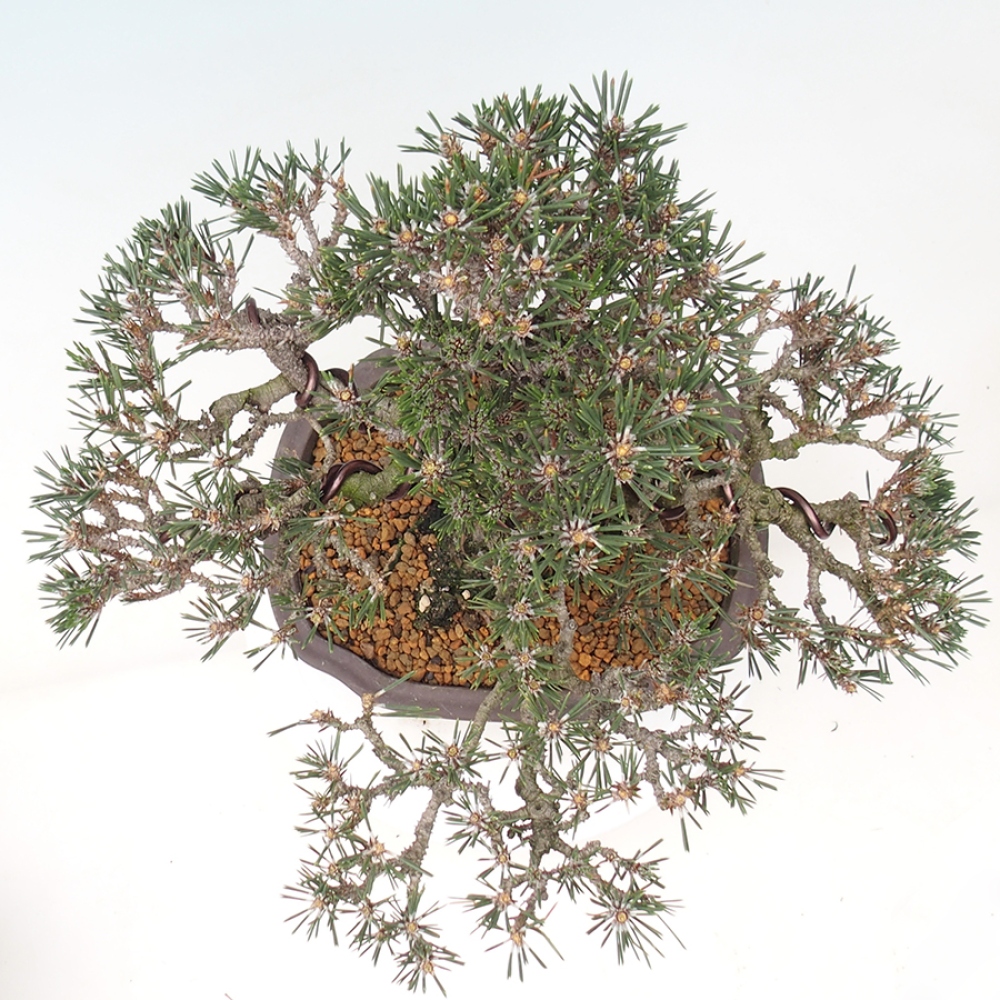 Bonsaï d'extérieur - Pinus thunbergii Kotobuki - Pin de Thunberg
