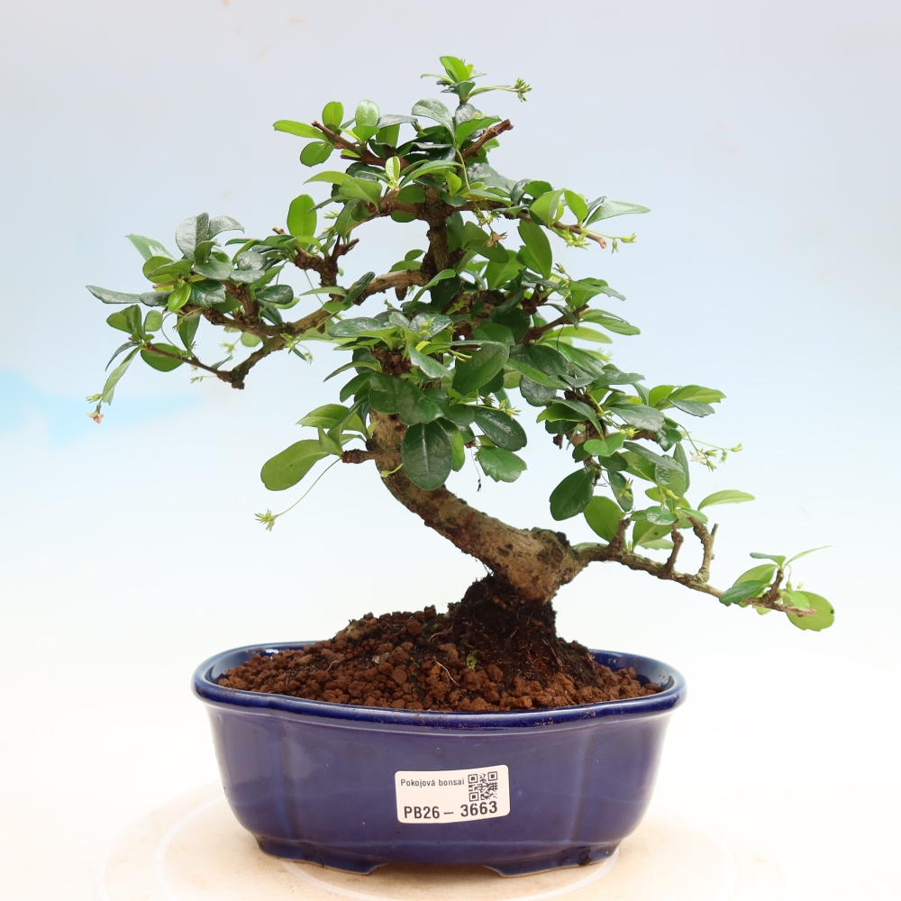 Bonsaï de chambre - Carmona macrophylla - Tea fuki
