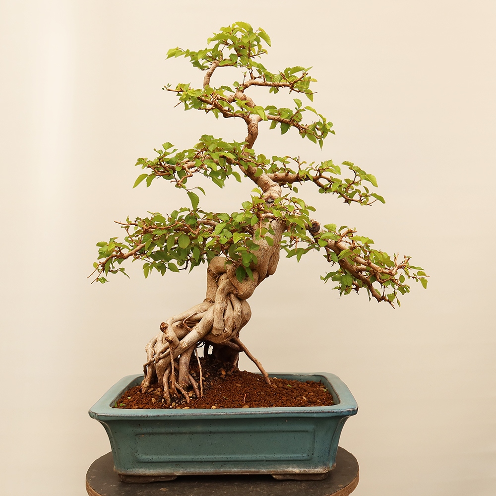 Bonsaï d'extérieur -Carpinus Coreana - Charme de Corée