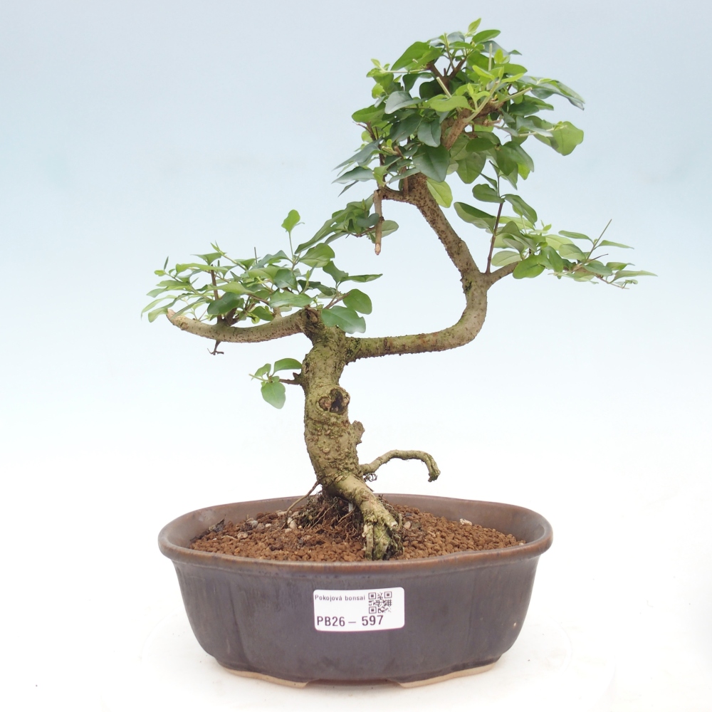 Bonsaï de chambre -Ligustrum chinensis - Bec d'oiseau