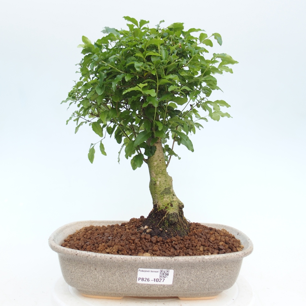 Bonsaï de chambre -Ligustrum chinensis - Bec d'oiseau