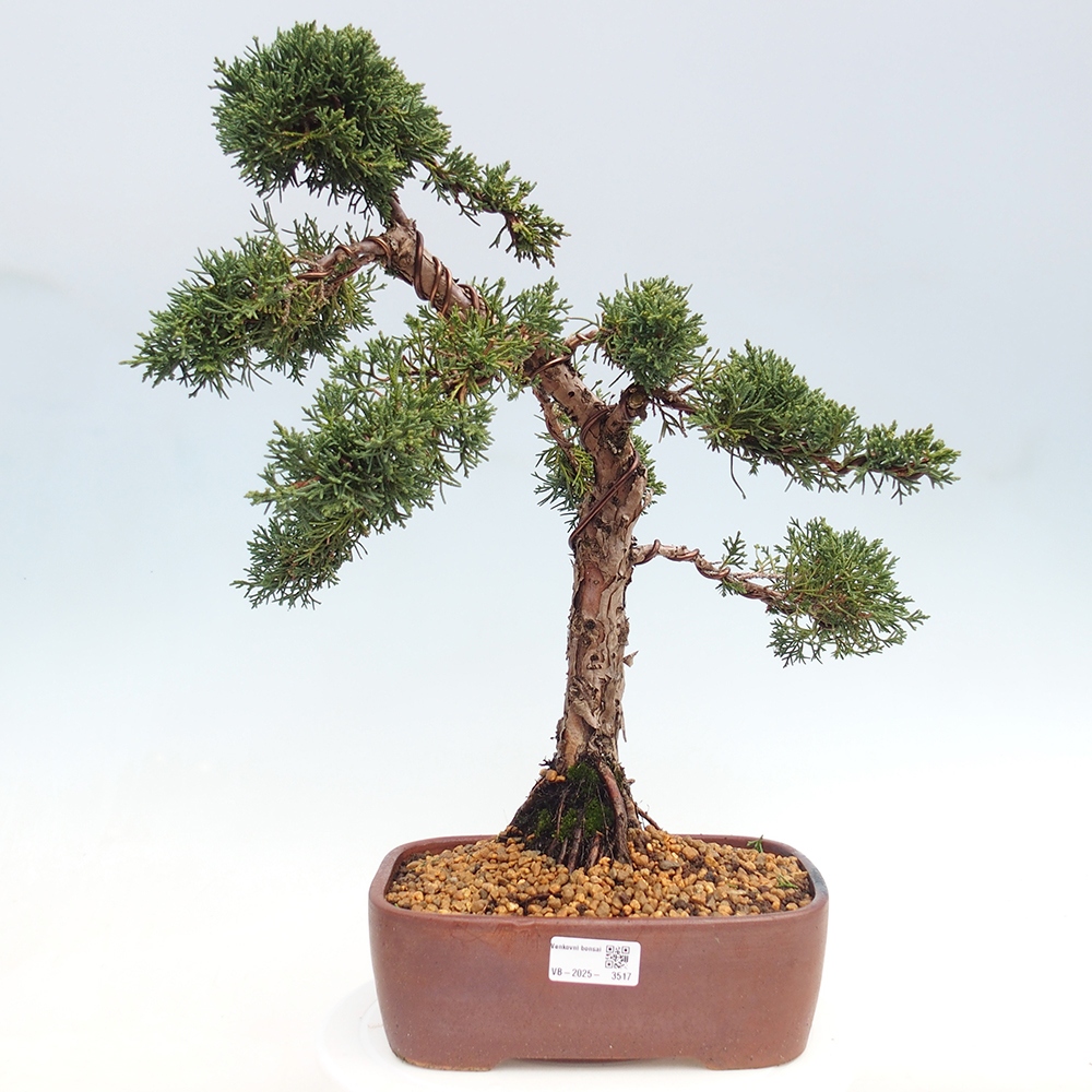 Bonsaï d'extérieur - Juniperus chinensis Kishu