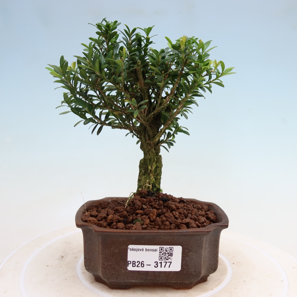 Bonsaï de chambre - Buxus harlandii - buxus liège