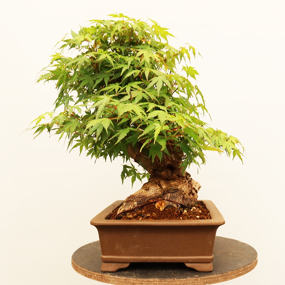 Bonsaïs d'extérieur - Maple palmatum - Palmiers