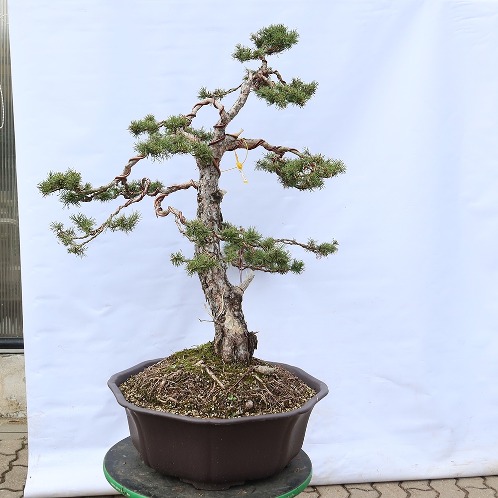 Pinus sylvestris Espagne - pin sylvestre