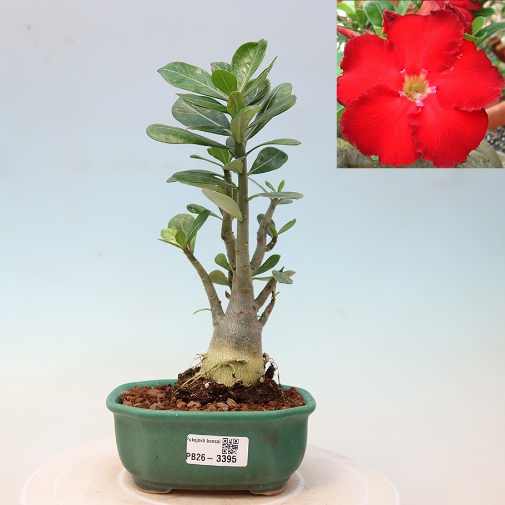 Bonsaï d'intérieur - Adenium obesum Red Star - Rose du désert