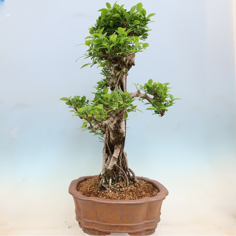 Salle bonsaï - Ficus kimmen - ficus à petites feuilles