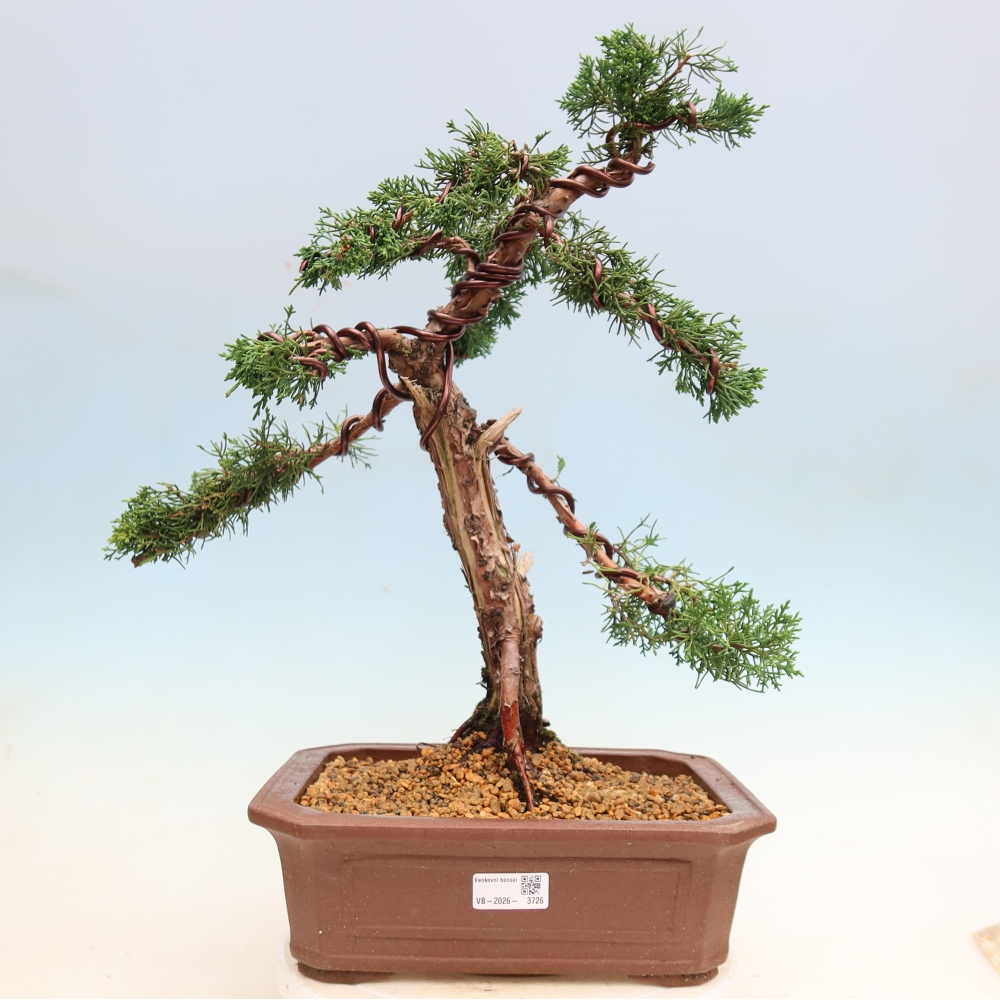 Bonsaï d'extérieur - Juniperus chinensis Kishu