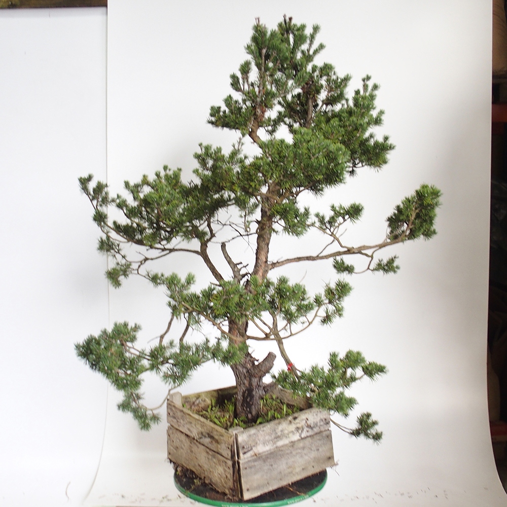 Yamadori - Pinus sylvestris Espagne