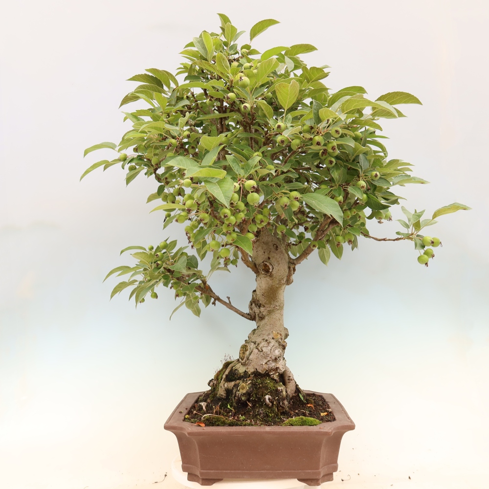 Bonsaï d'extérieur -Malus halliana - Pommier à petits fruits