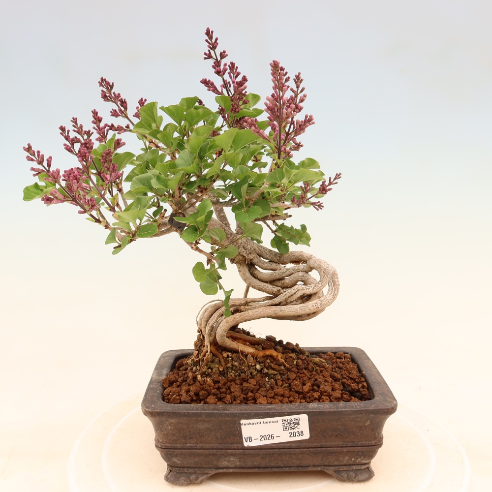 Bonsaï d'extérieur - Syringa microphylla - lilas à petites fleurs