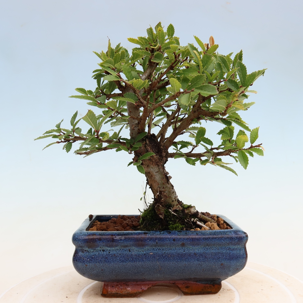 Bonsaï d'extérieur - Zelkova - Zelkova NIRE