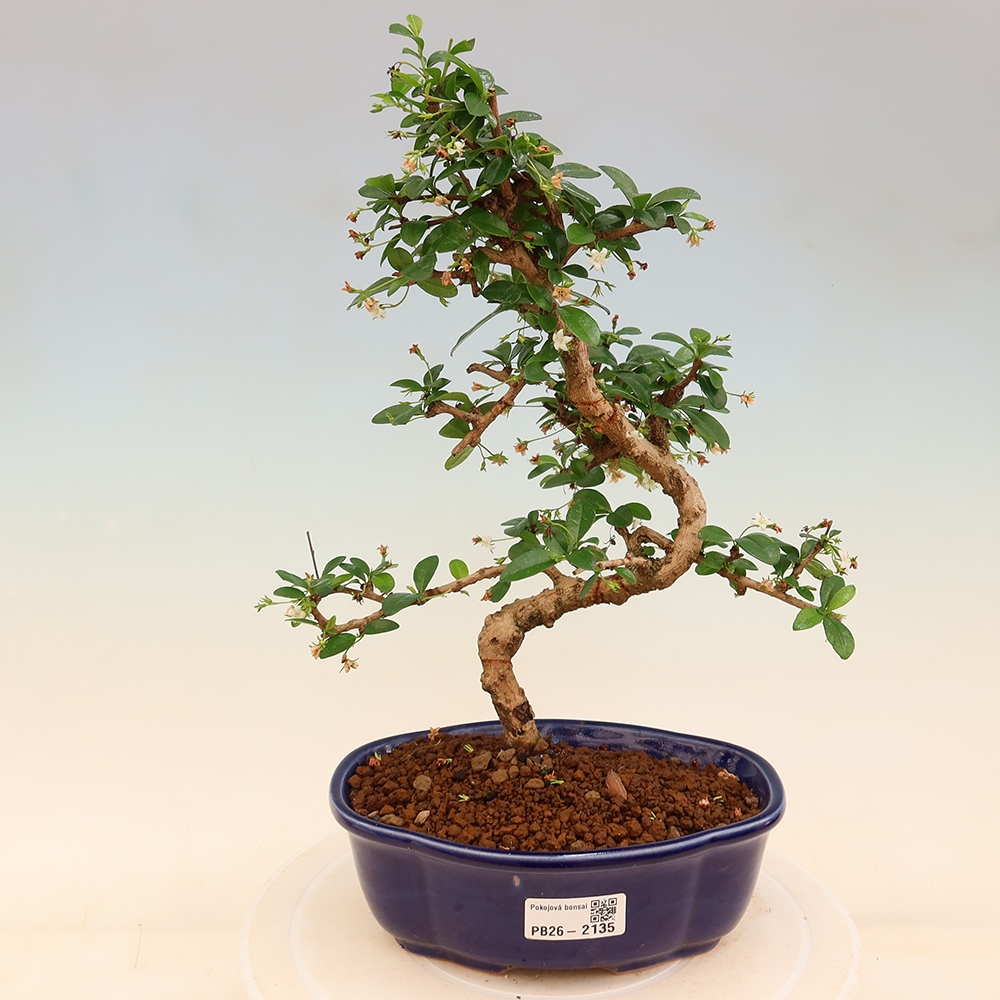 Bonsaï de chambre - Carmona macrophylla - Tea fuki