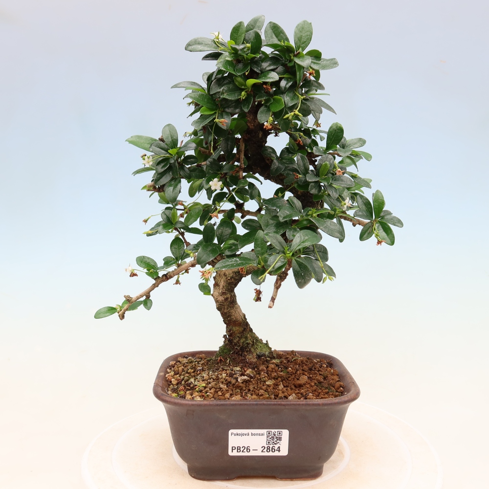 Bonsaï de chambre - Carmona macrophylla - Tea fuki