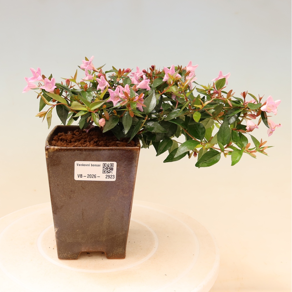 Bonsaï d'extérieur - Abelia Edward Goucher - Abélia à grandes fleurs