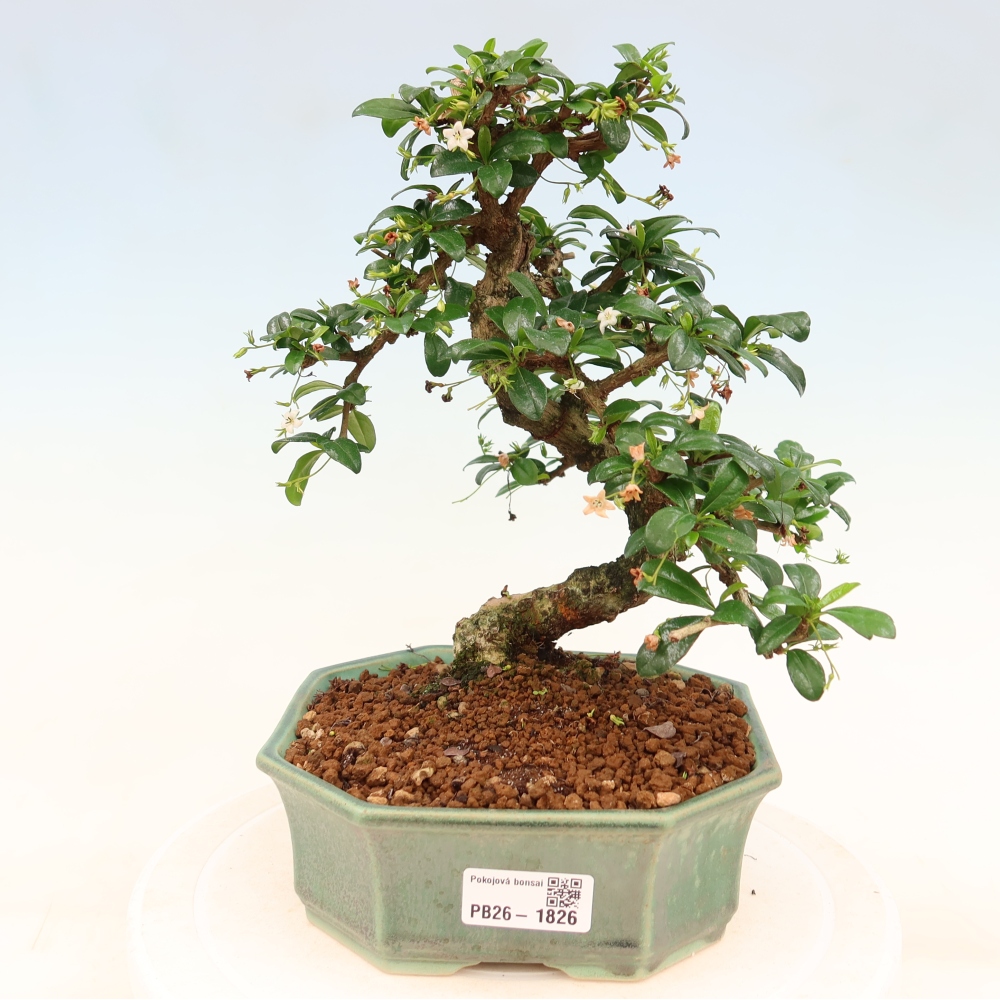 Bonsaï de chambre - Carmona macrophylla - Tea fuki