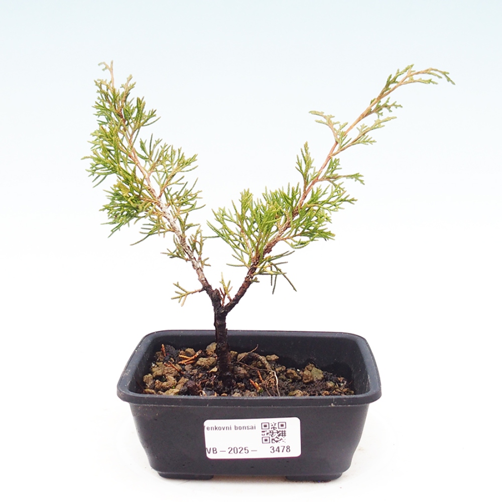 Bonsaï d'extérieur - Juniperus chinensis Itoigawa