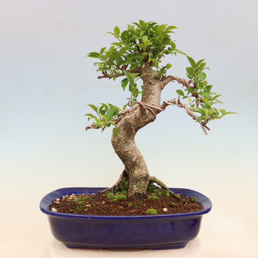 Salle bonsaï - Ficus kimmen - ficus à petites feuilles