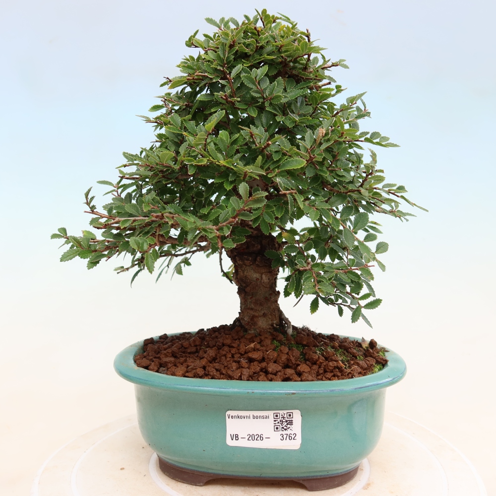 Bonsaï d'extérieur - Zelkova - Zelkova NIRE