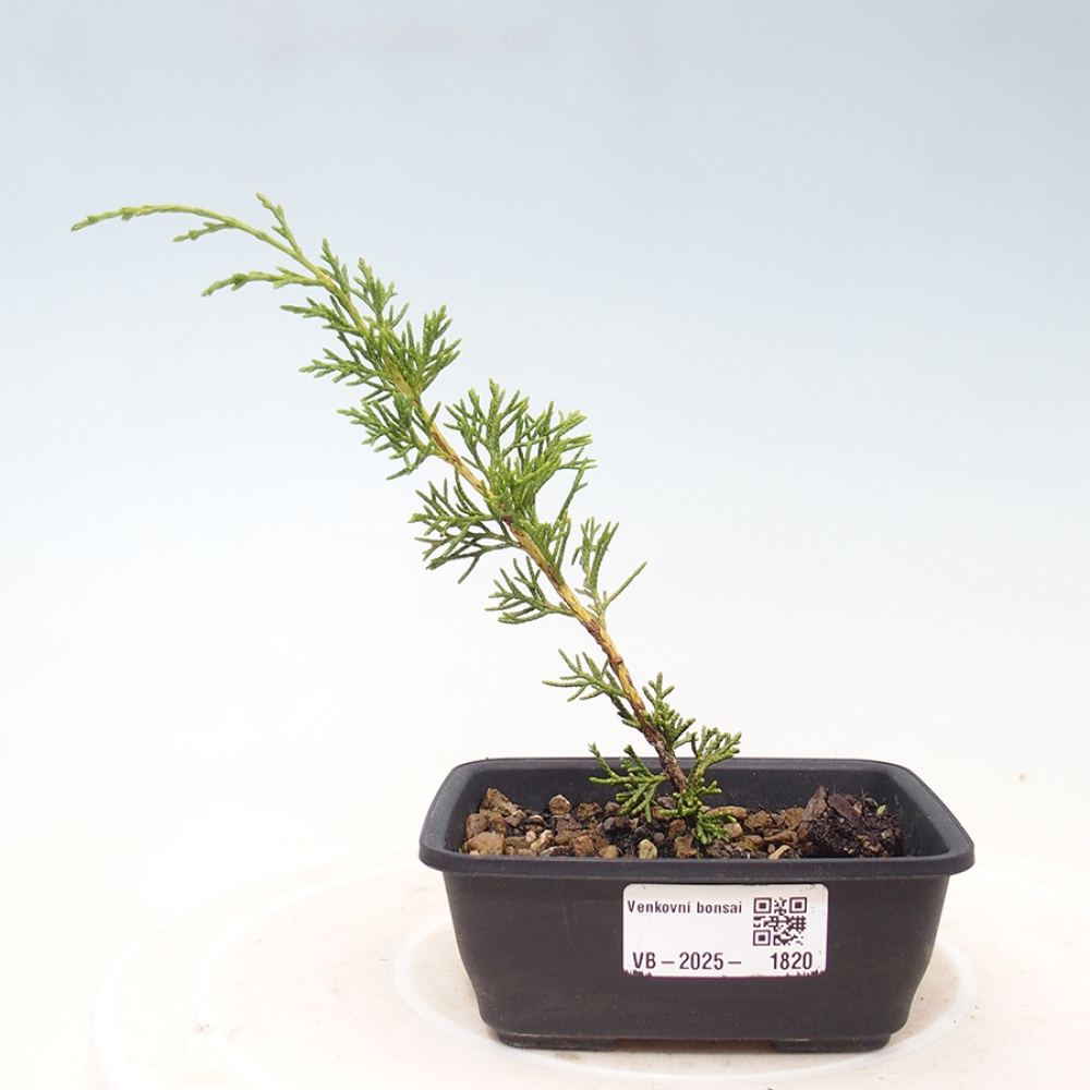Bonsaï d'extérieur - Juniperus chinensis Itoigawa