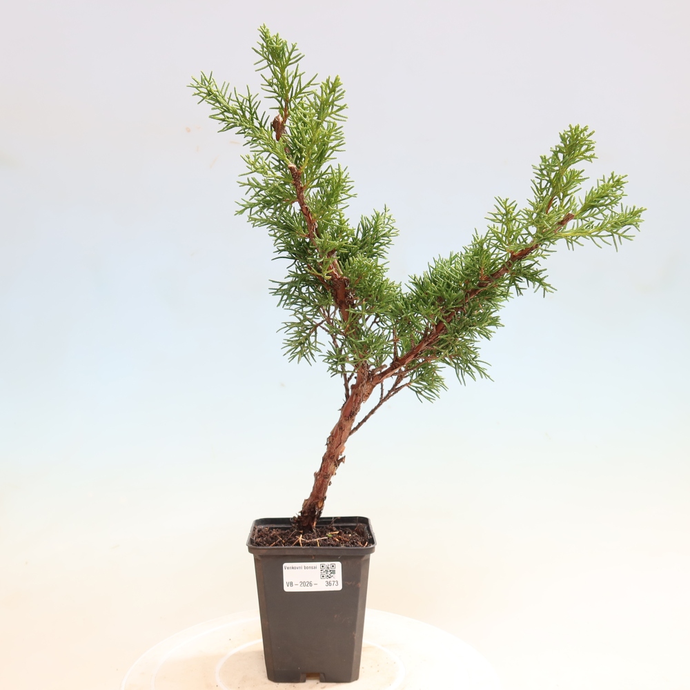 Bonsaï d'extérieur - Juniperus chinensis Kishu