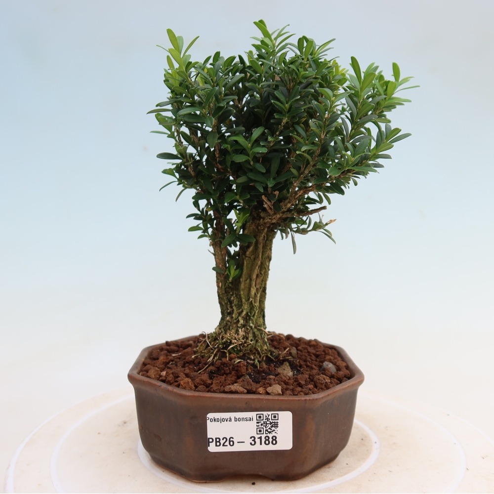 Bonsaï de chambre - Buxus harlandii - buxus liège