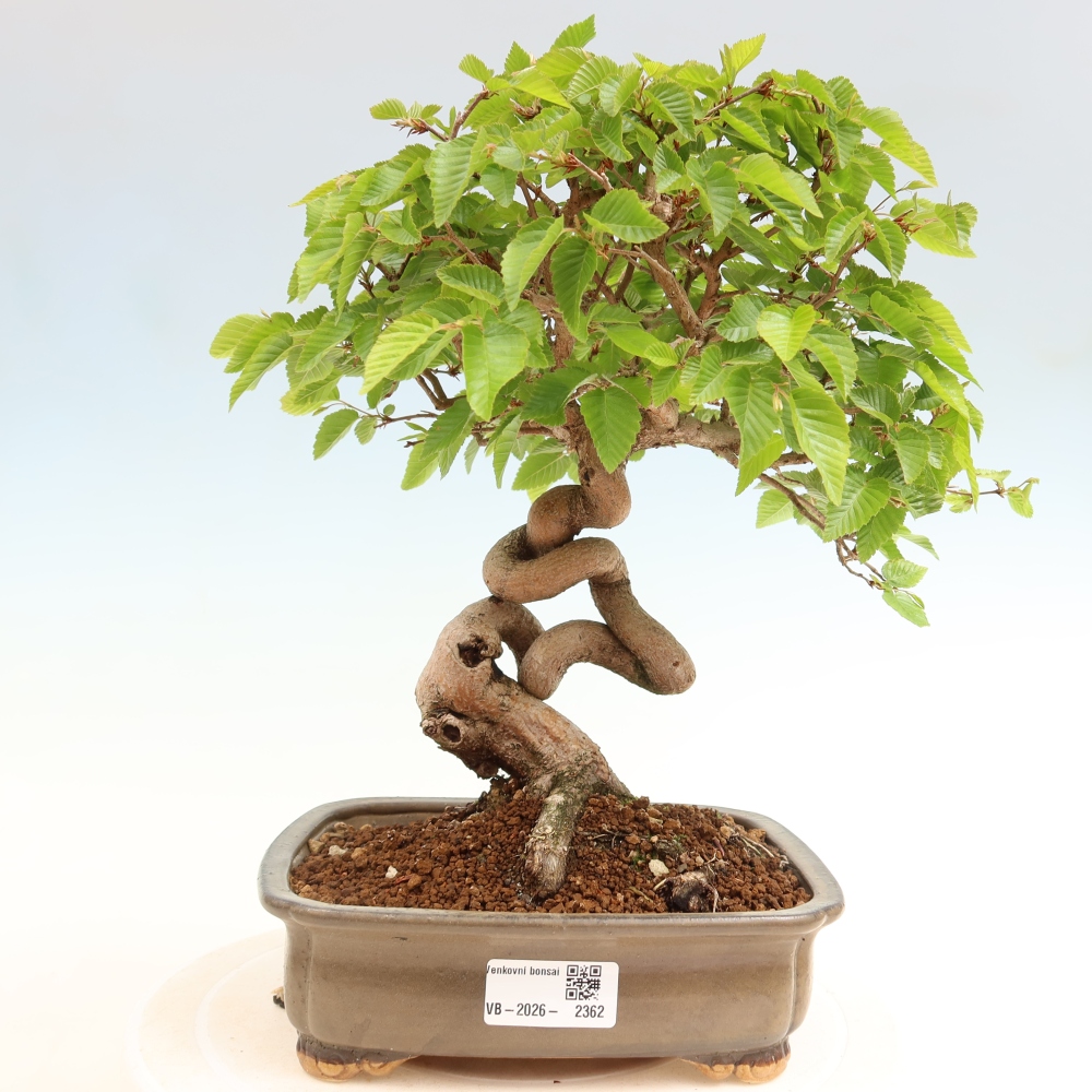Bonsaï d'extérieur -Carpinus Coreana - Charme de Corée