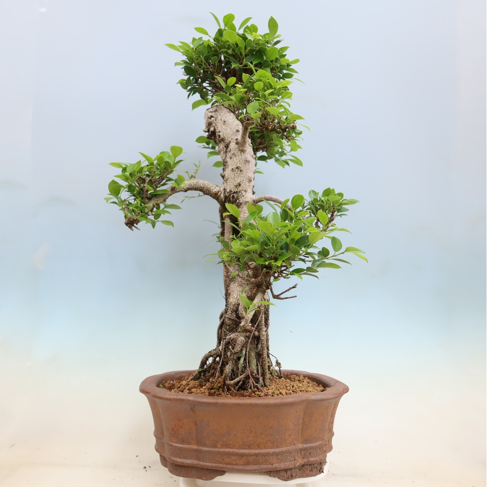 Salle bonsaï - Ficus kimmen - ficus à petites feuilles